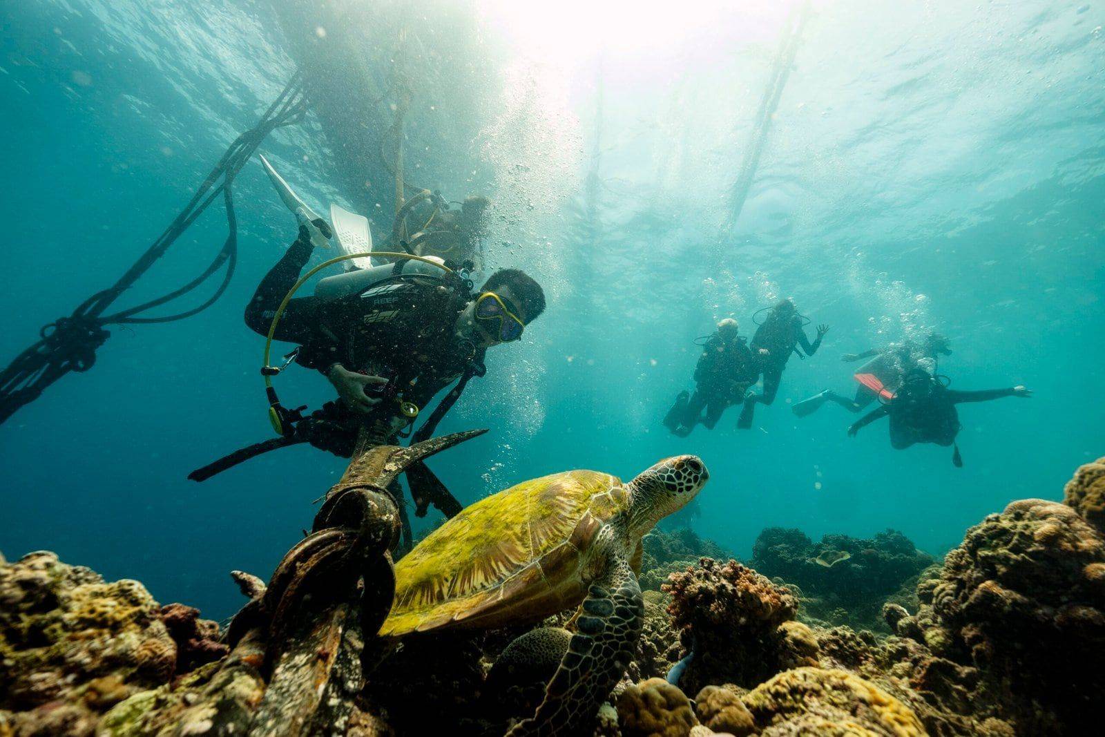 Divers watching a sea turtle swim over the reef