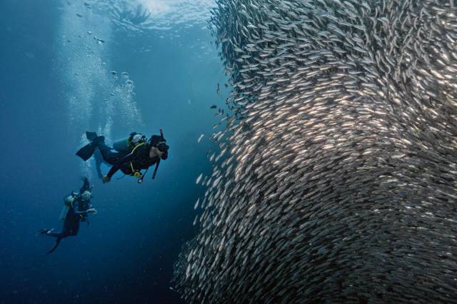 Two Amigos Dive Center divers swimming past a wall of sardines off Moalboal