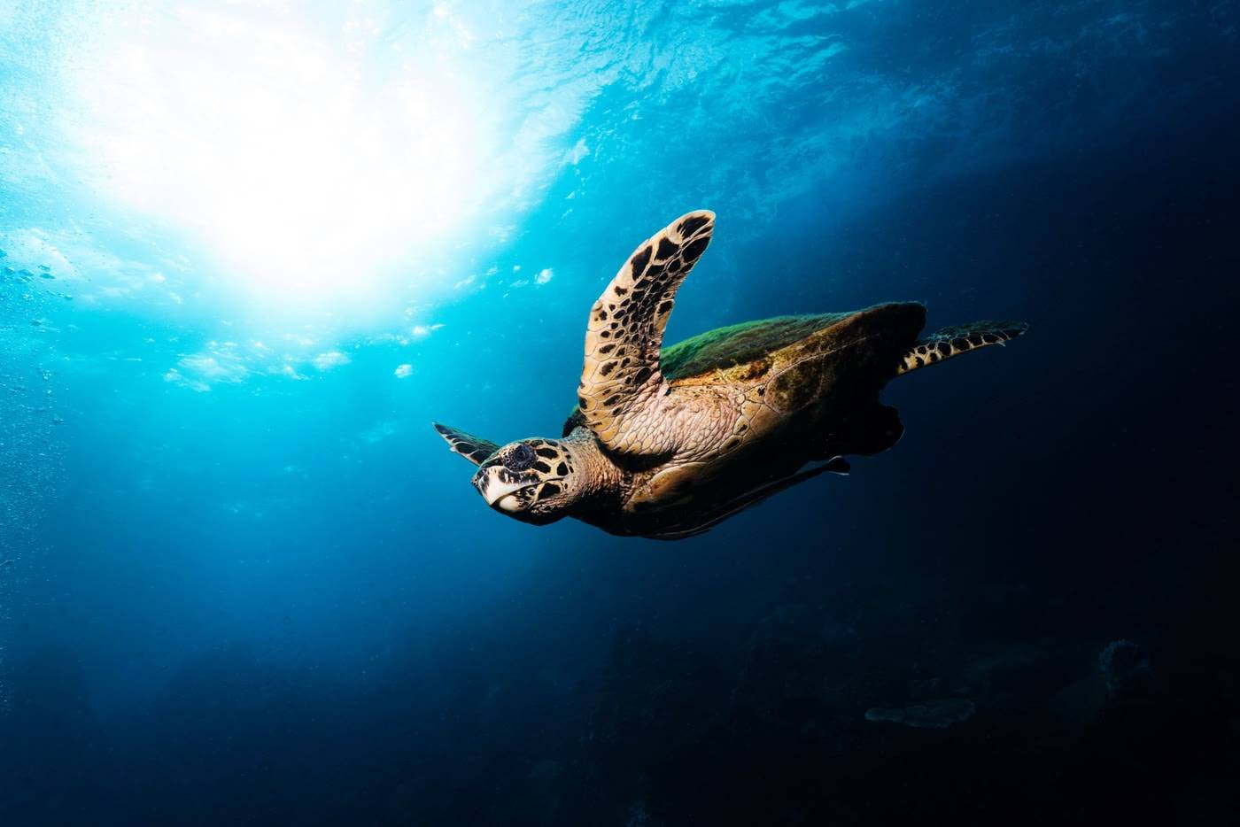 Sea turtle against the sunlight above a dive site off Koh Tao