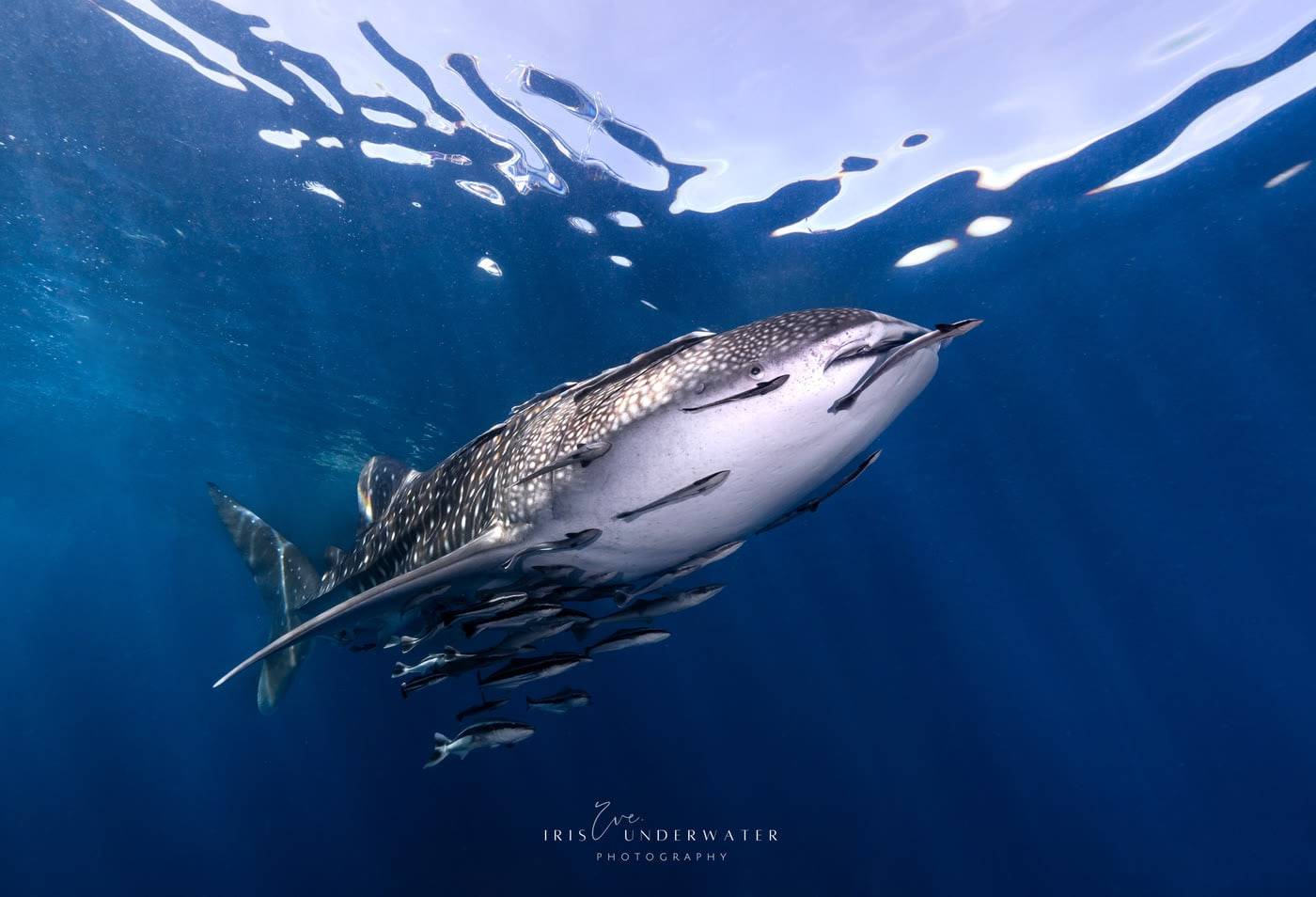 Whale shark passing a dive site off Koh Tao