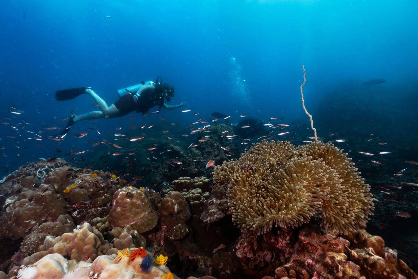 Diver above a reef full of tropical fish off Koh Tao