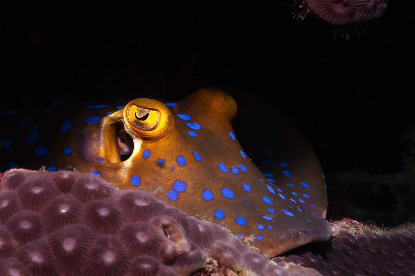 Blue spotted stingray resting on the bottom off Koh Tao