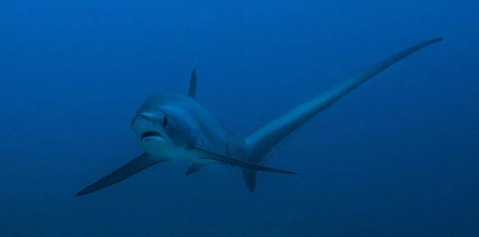 A thresher shark with its long tail fin in the blue at Monad Shoal