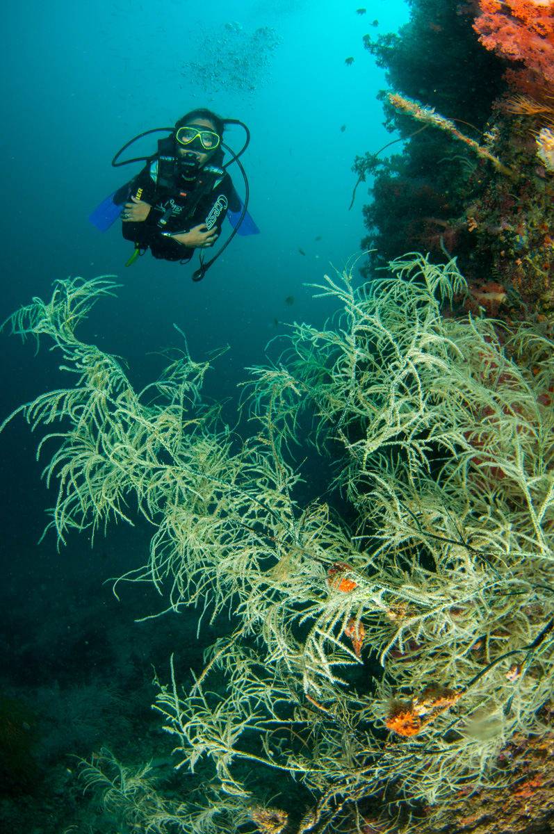 A diver hovering above a wall of soft coral at Malapascua