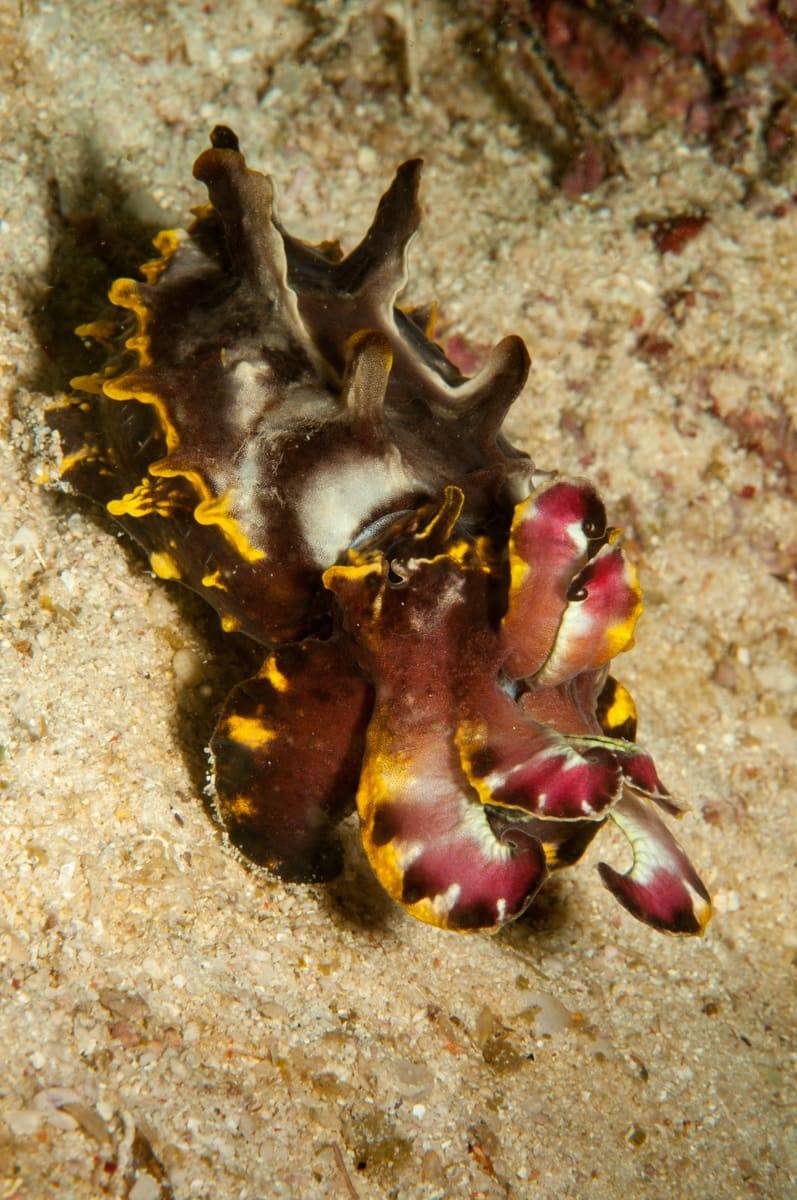 A flamboyant cuttlefish with purple and yellow edges on the sand