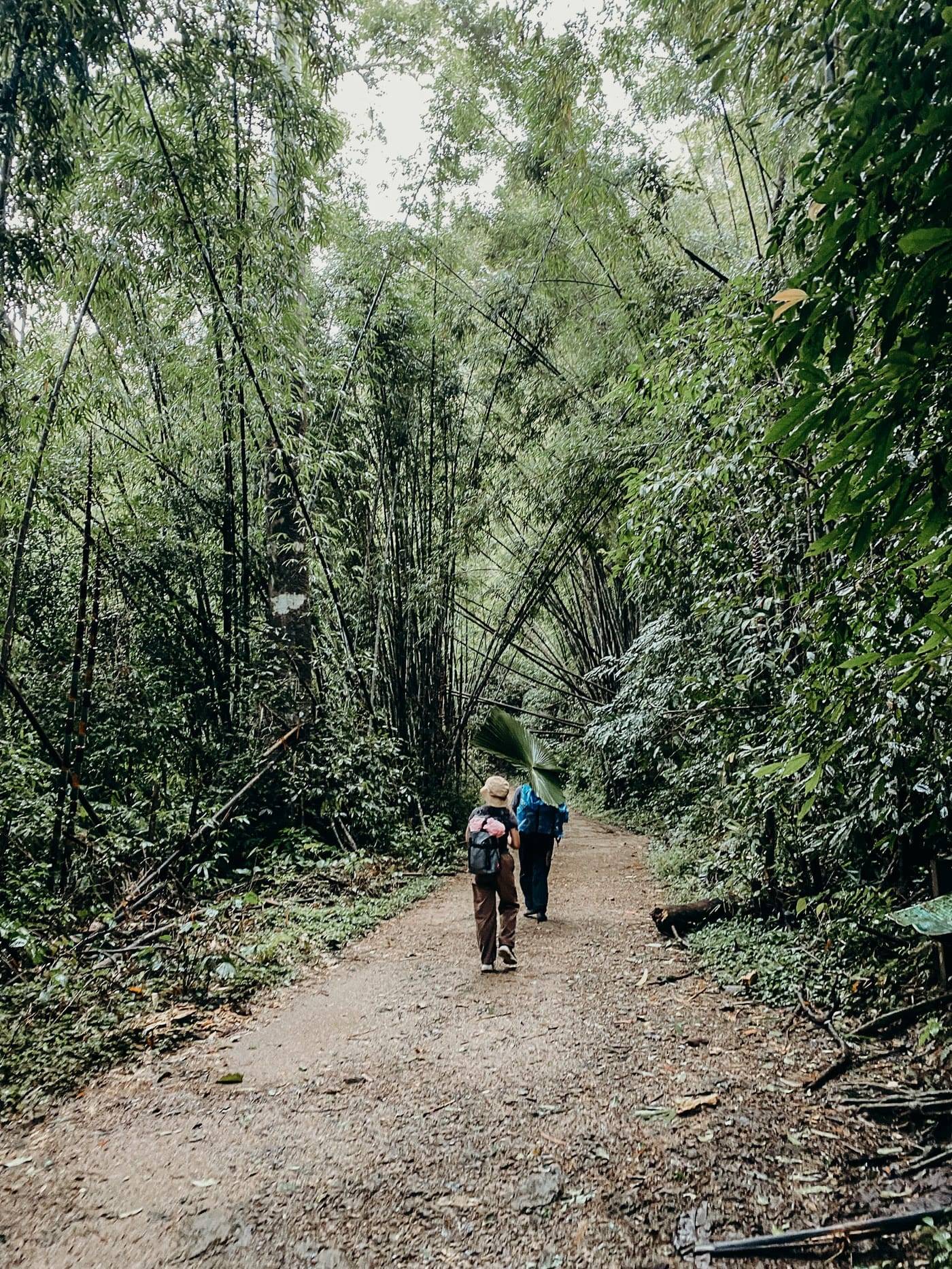 Walkers on a narrow path through the rainforest