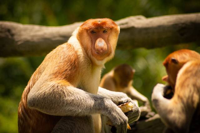 Things to do on the Kinabatangan: the highlights you should not miss