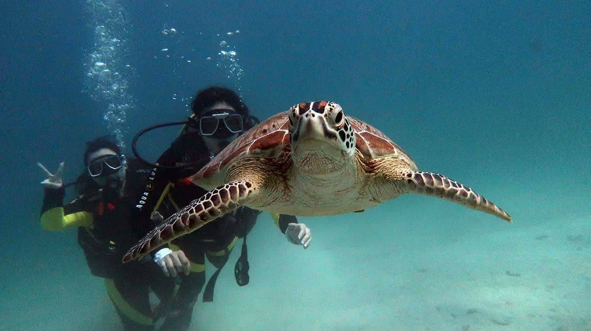 Two divers next to a green turtle at El Nido