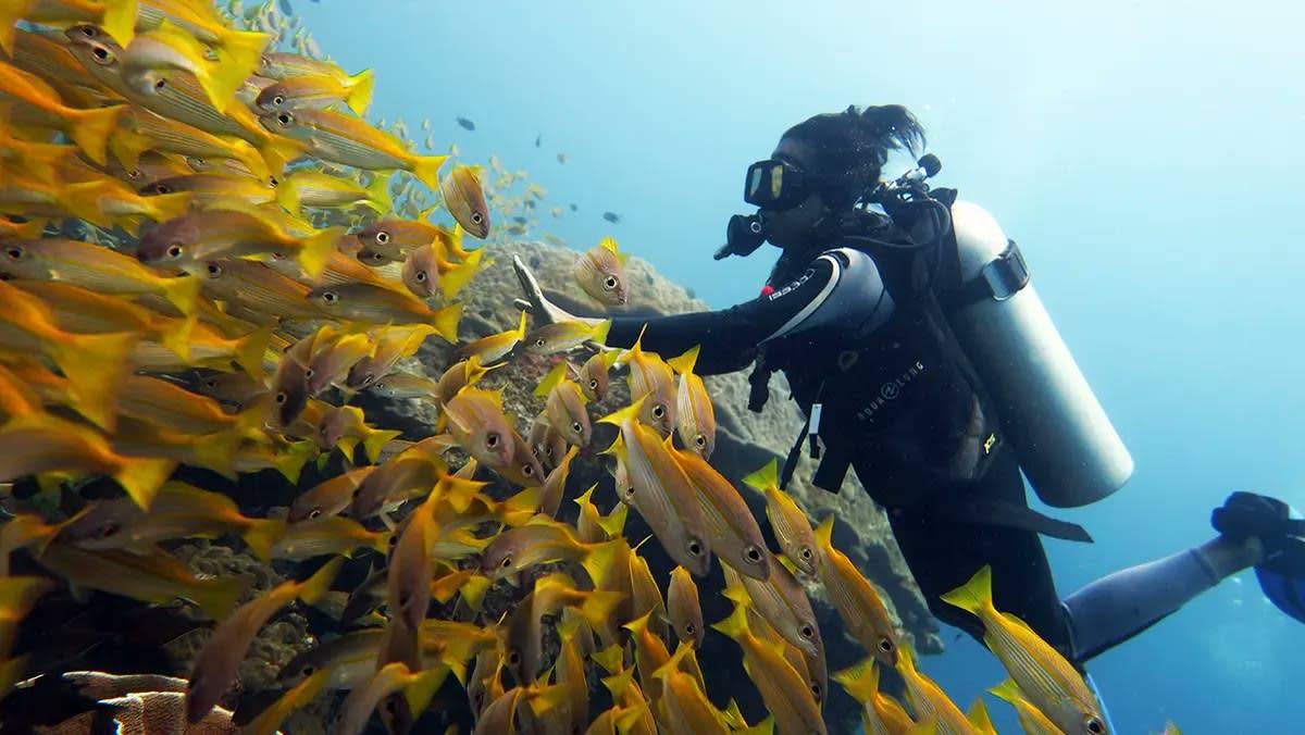 A diver among a school of yellowtail snapper at El Nido