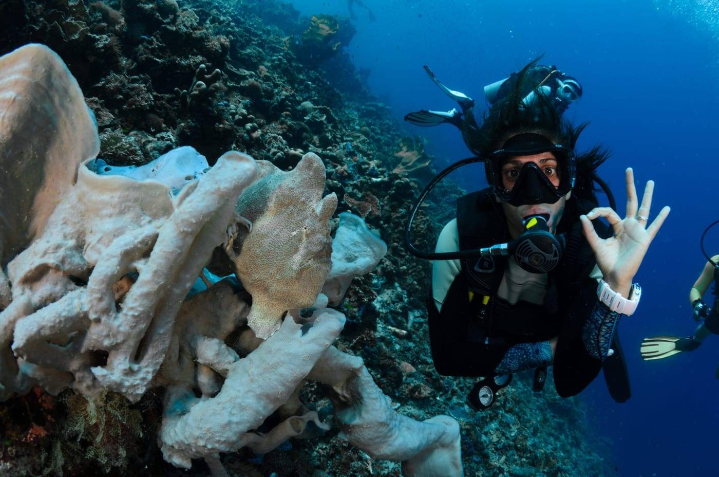 Diver giving the OK sign by a wall covered in sponges on the reef