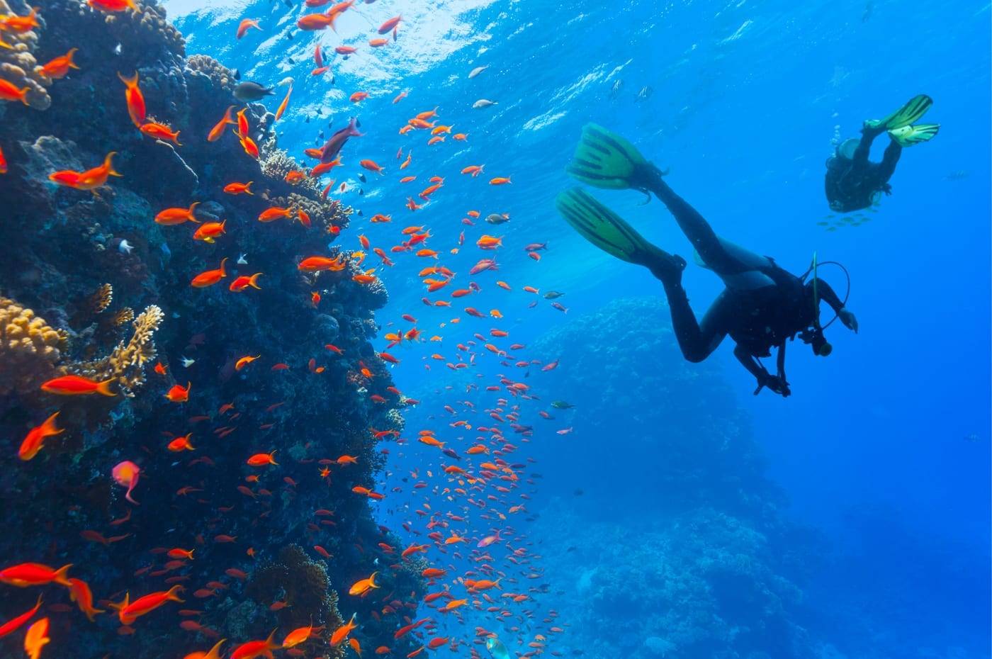 Two divers along a wall full of orange anthias