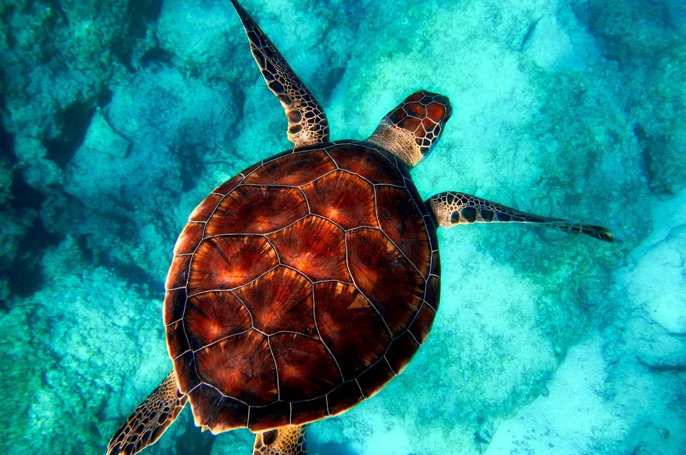 Green sea turtle swimming over the reef