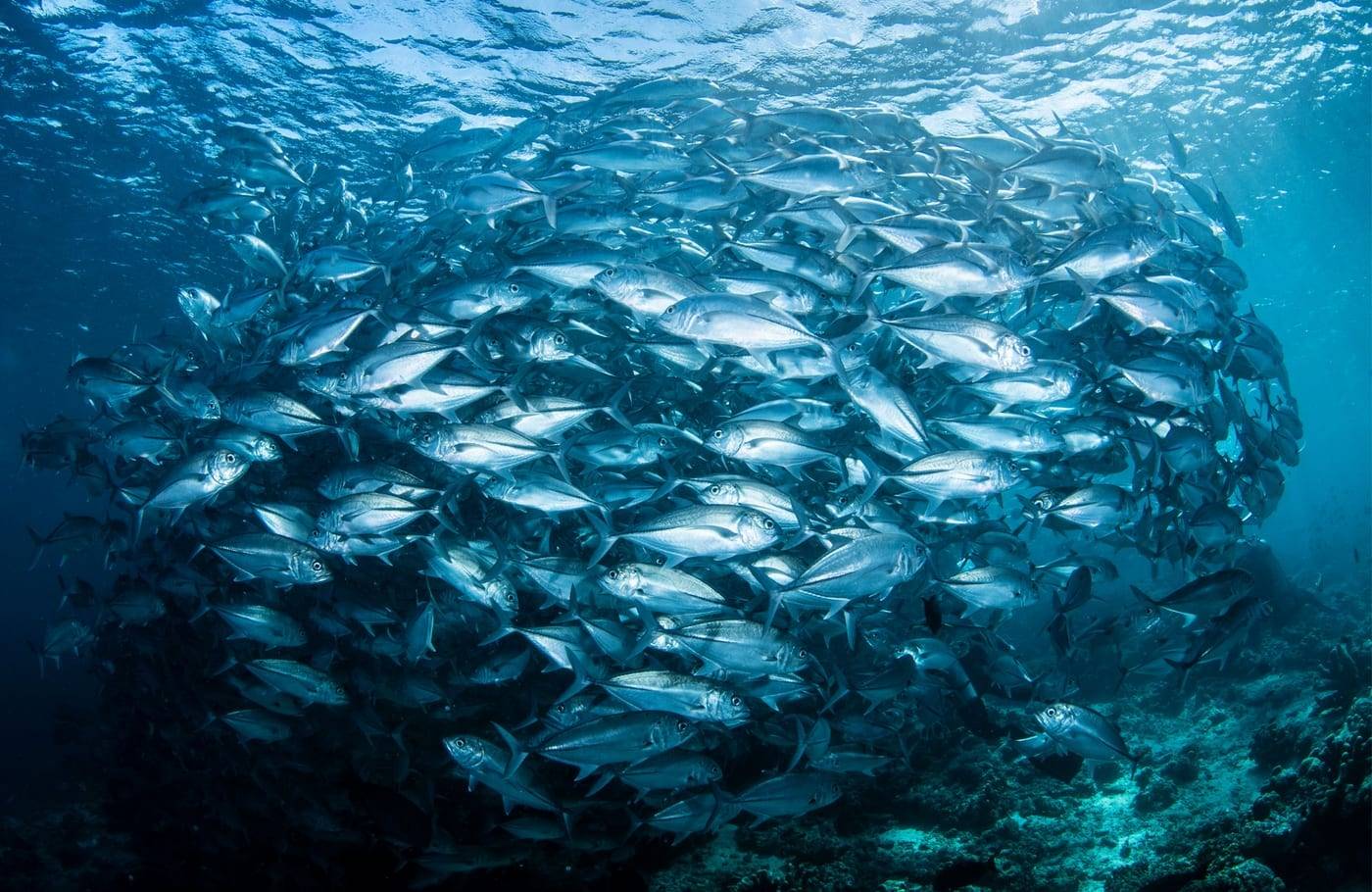 Dense school of jacks above the dive site