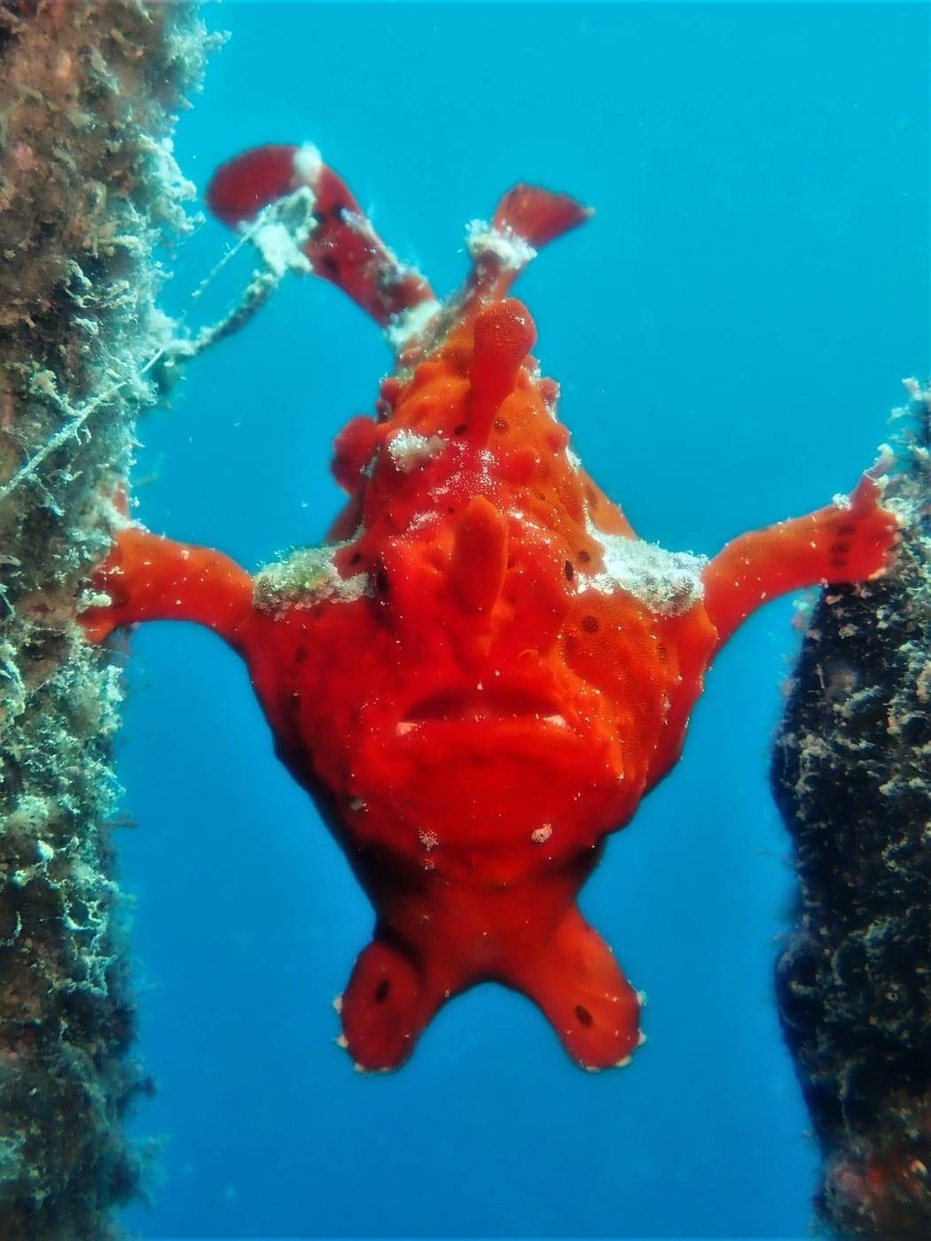 Bright red frogfish between two overgrown pillars