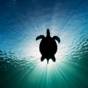 Silhouette of a sea turtle against the sunlight above Moalboal