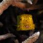 Yellow boxfish among the staghorn coral