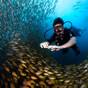 Diver in the middle of a school of yellow snapper
