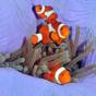 Two clownfish in their anemone on the reef off Panglao