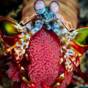 Mantis shrimp carrying her eggs on the reef off Panglao