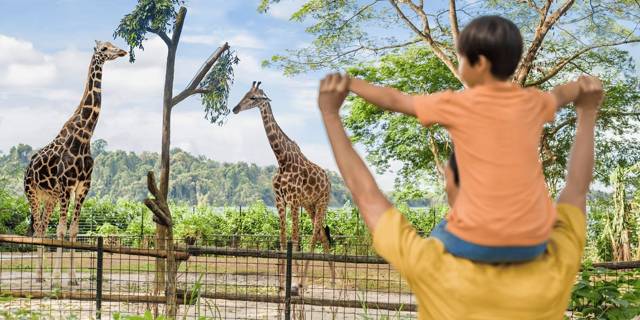Singapore Zoo: day ticket with tram ride