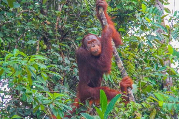 Kuching: orangutan feeding time at Semenggoh