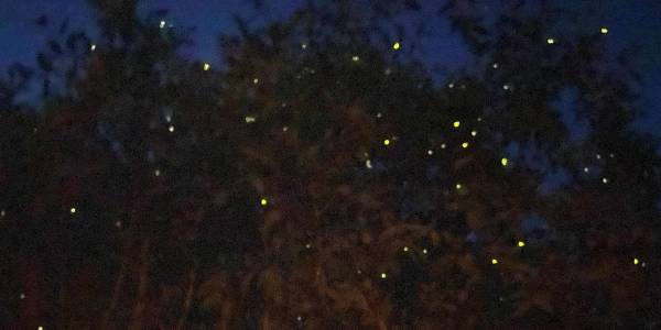 Kuala Lumpur: fireflies and blue tears at Kuala Selangor