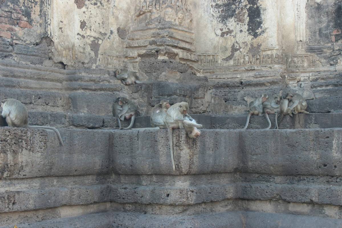 Monkeys sitting on a temple wall