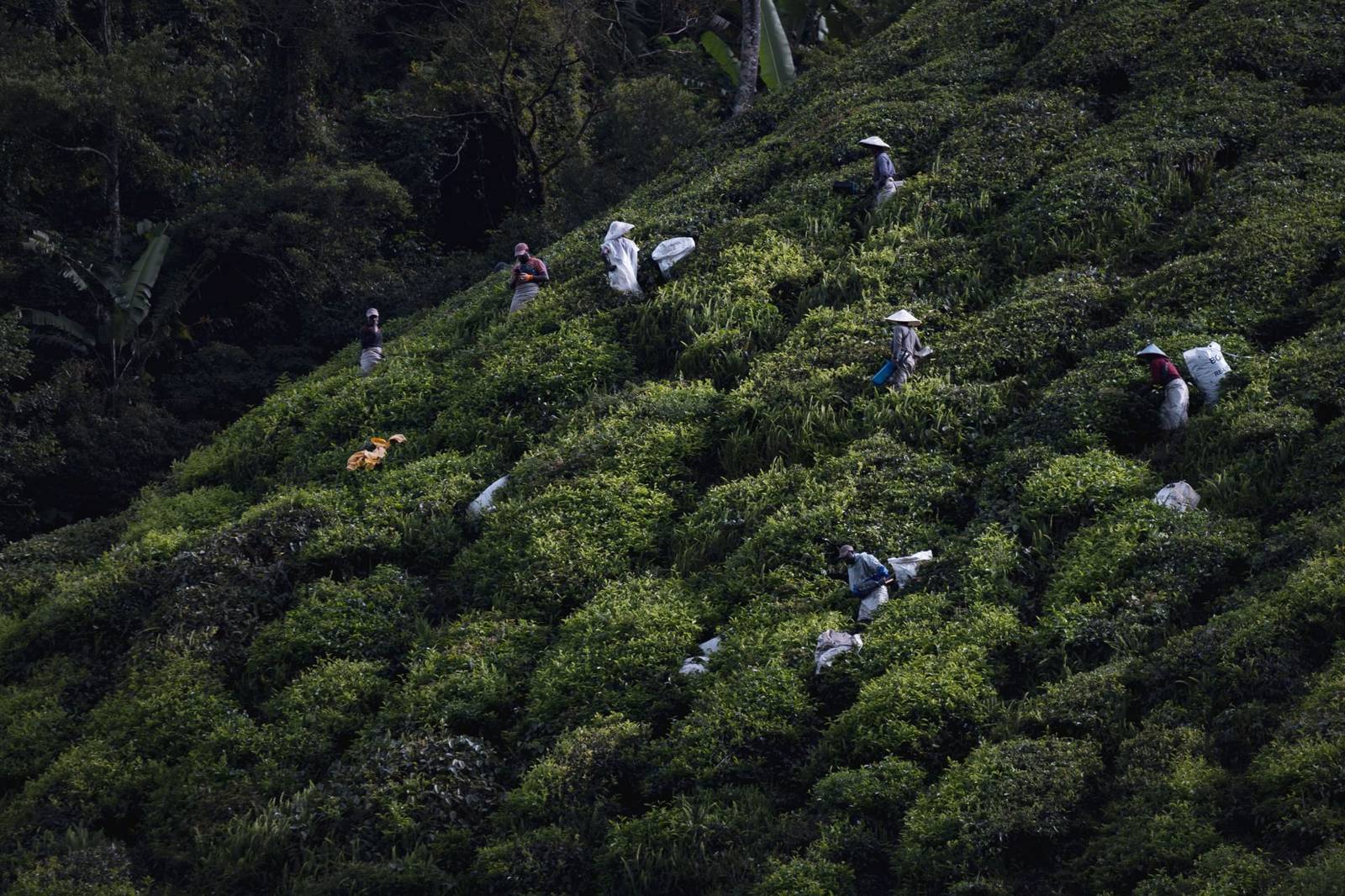 Things to do in the Cameron Highlands: the highlights you should not miss