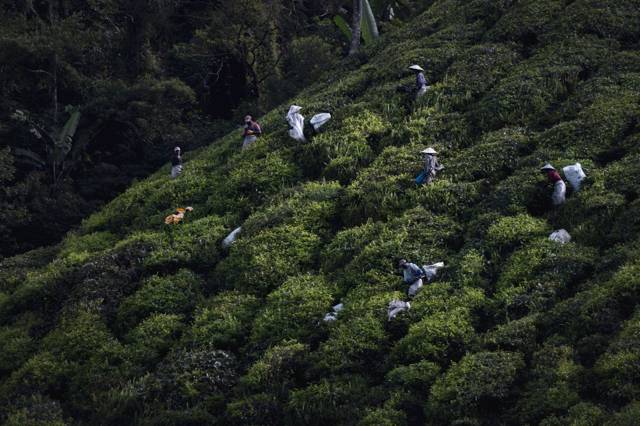 Things to do in the Cameron Highlands: the highlights you should not miss