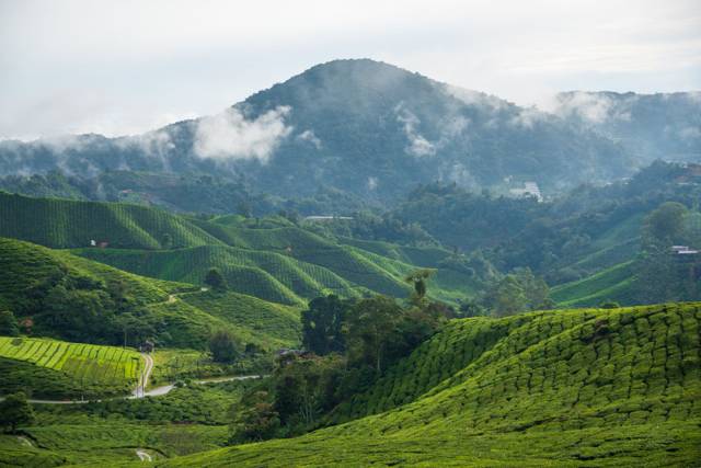 Cameron Highlands