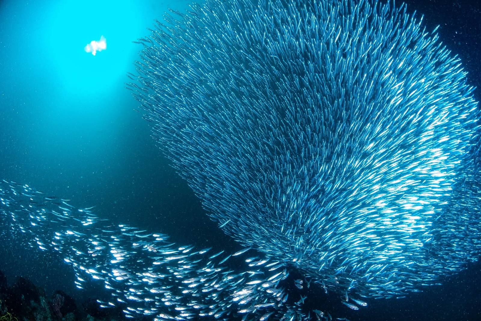 Diving Sipadan from Semporna: permits, Mabul and when to go