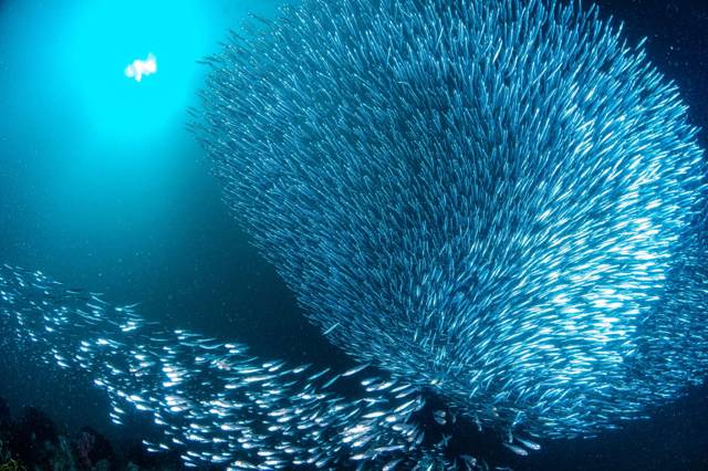Diving Sipadan from Semporna: permits, Mabul and when to go
