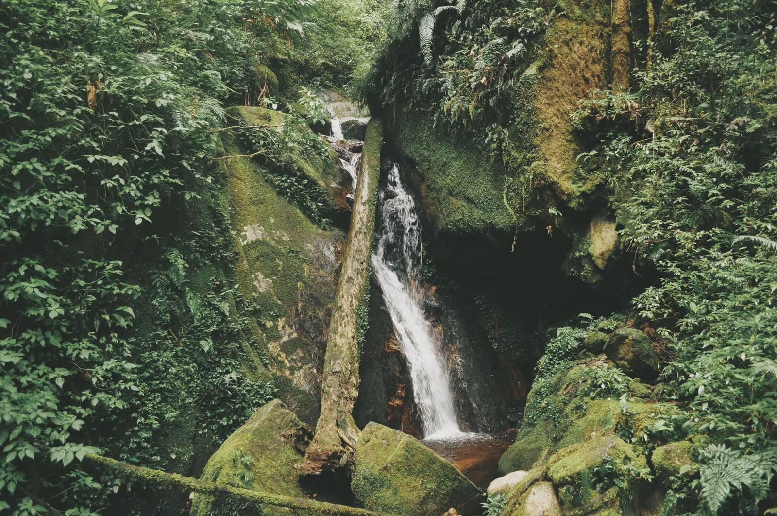 Jungle in Malaysia: Taman Negara or Borneo?