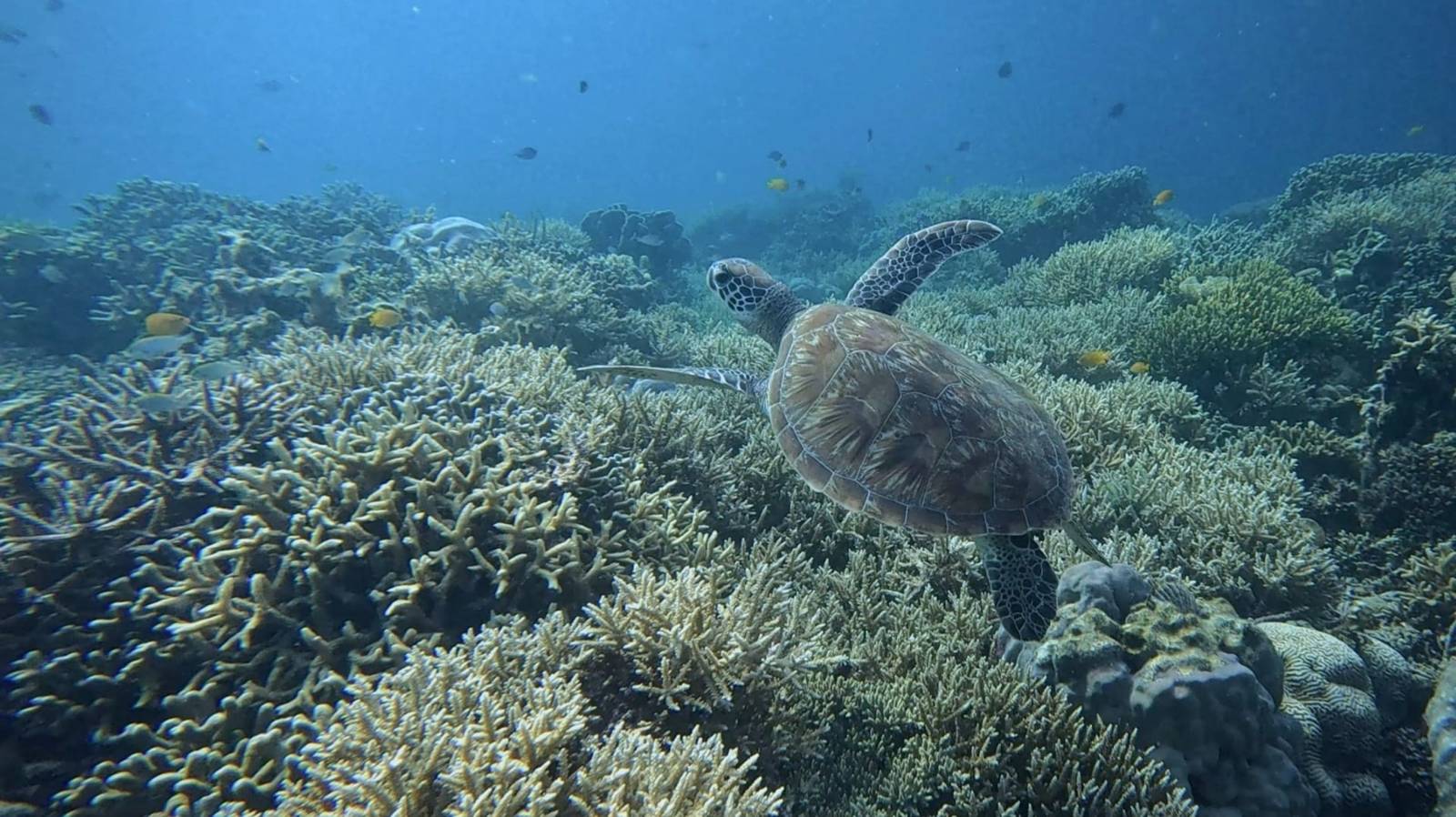 Things to do on Malapascua: the highlights you should not miss