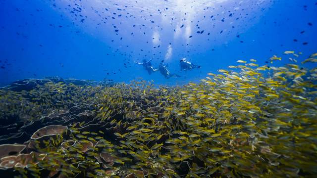 Divers above a reef full of yellowtail snapper in Bacuit Bay near El Nido