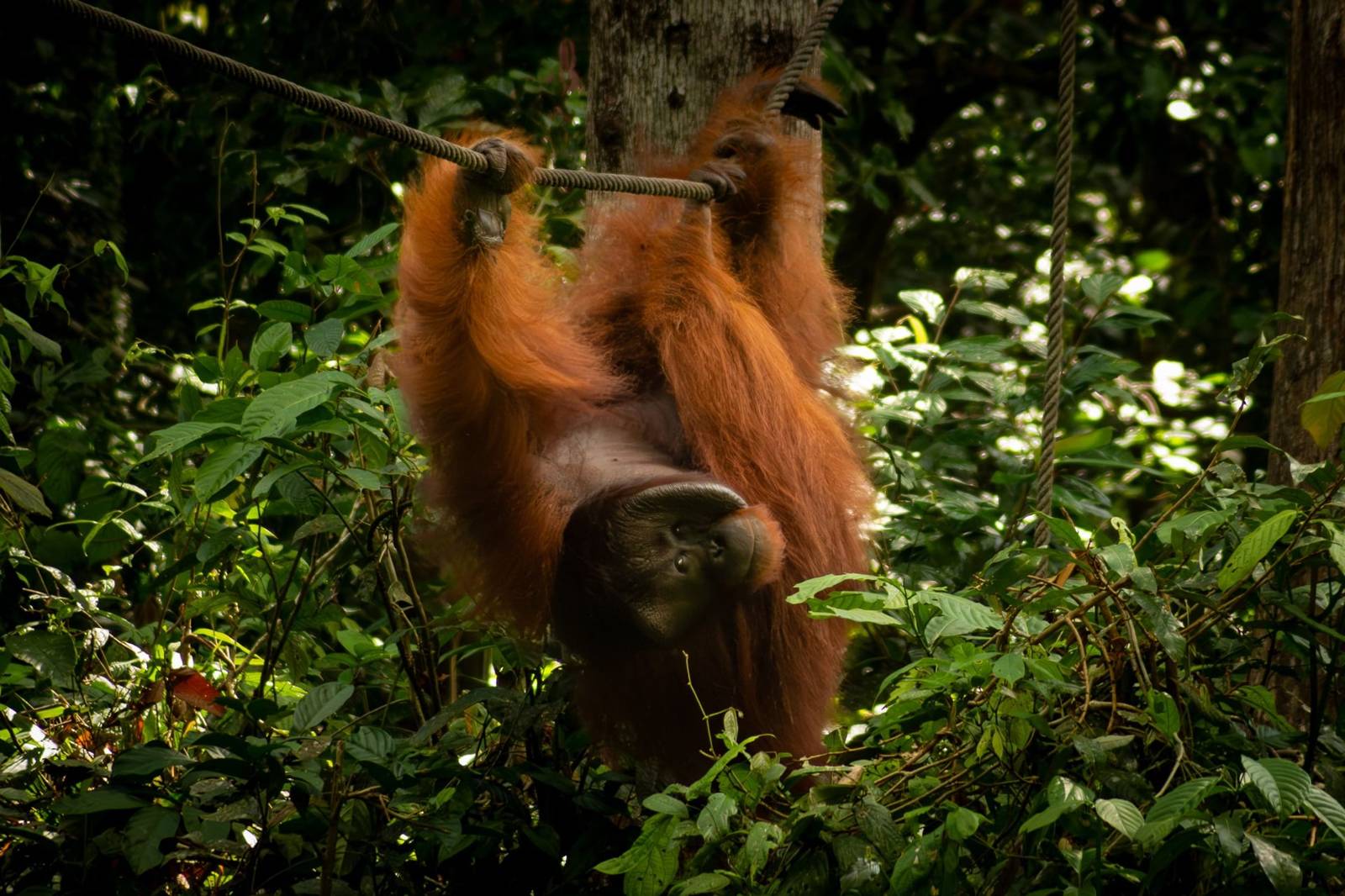 Things to do in Sepilok: the highlights you should not miss