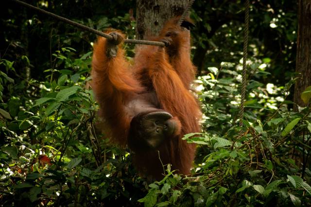 Things to do in Sepilok: the highlights you should not miss