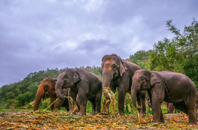 Ethical elephant sanctuaries in Thailand: how to pick one