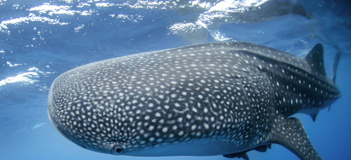 A whale shark swimming just under the surface
