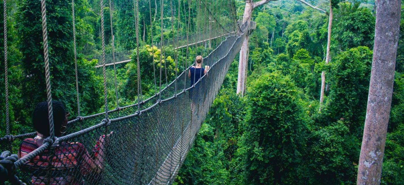 Rope bridge high in the trees of the rainforest