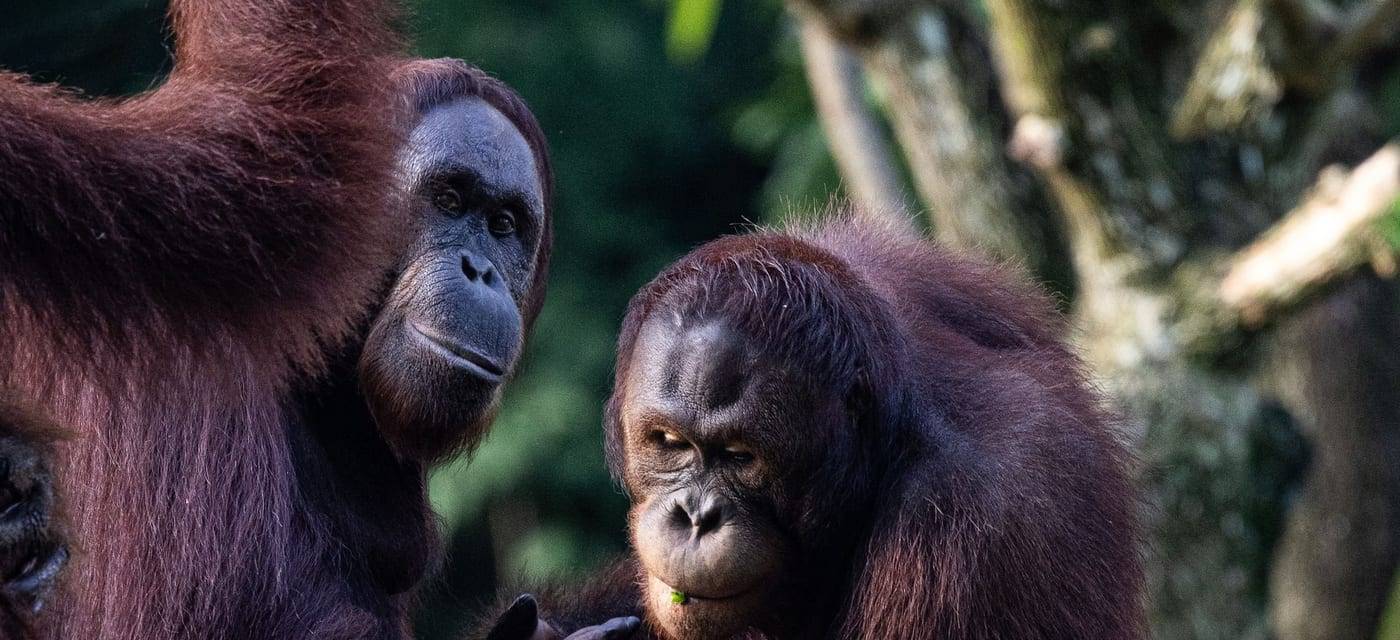 Two Bornean orangutans in the greenery