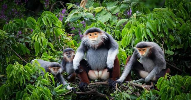 Ninh Binh: Cuc Phuong jungle hike and wildlife day trip