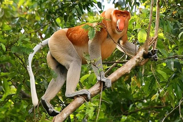 Kuching: day tour to the wildlife of Bako