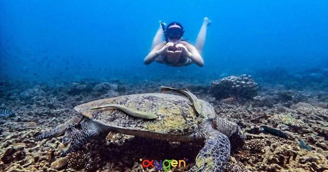Koh Tao: early morning snorkelling trip with turtles and no crowds