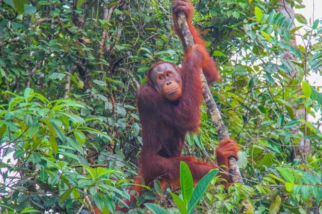 Kuching: orangutan feeding time at Semenggoh