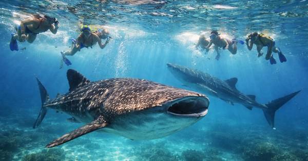 Cebu: Oslob whale sharks, Tumalog Falls and sardine snorkelling in Moalboal