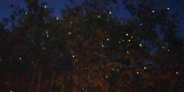 Kuala Lumpur: fireflies and blue tears at Kuala Selangor