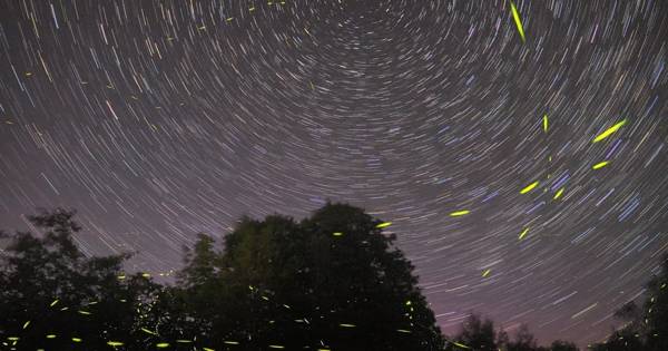 Puerto Princesa: firefly watching bay cruise with dinner