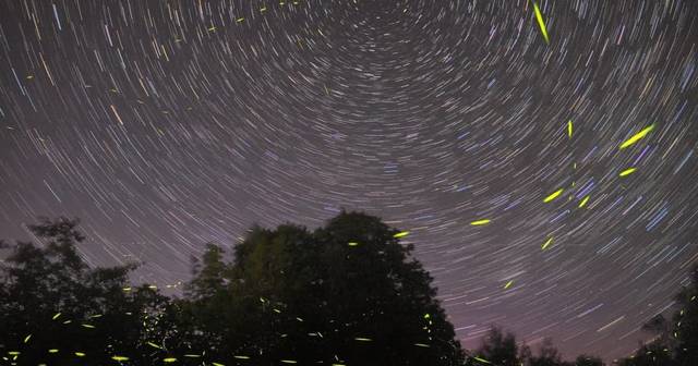 Puerto Princesa: firefly watching bay cruise with dinner