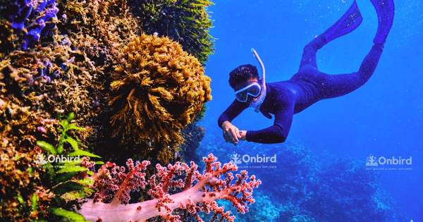 South Phu Quoc: professional speedboat snorkelling trip, maximum 10 people